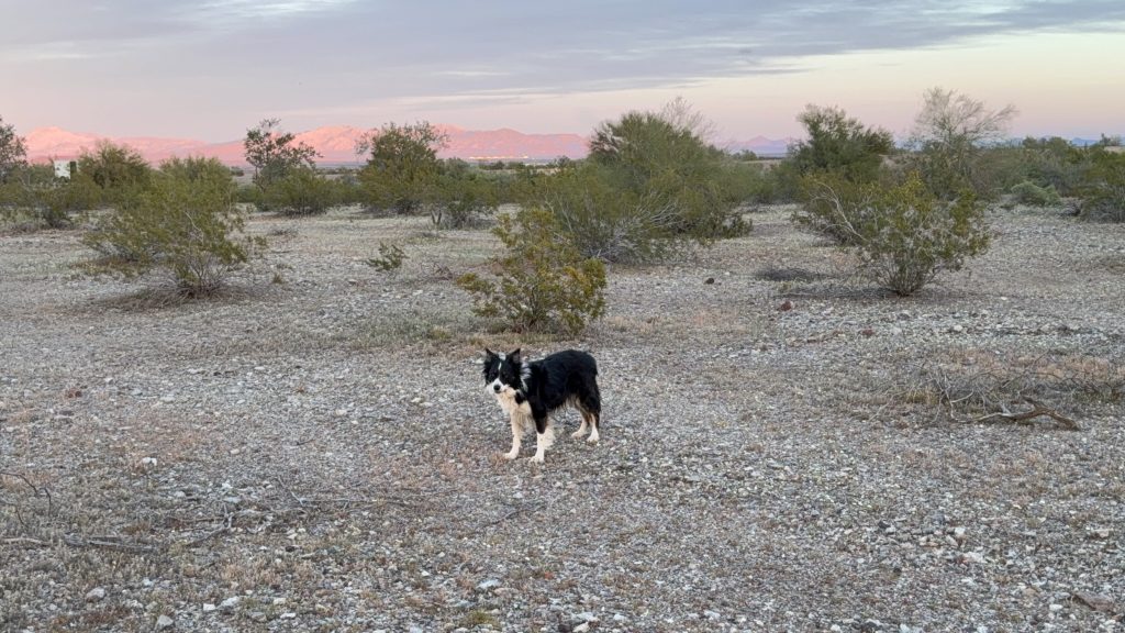 Flynn in the desert at sunset. 