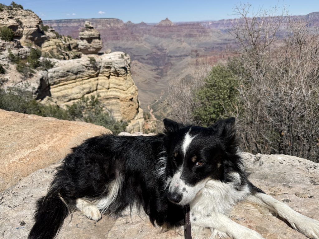 Flynn at the Grand Canyon National Park.